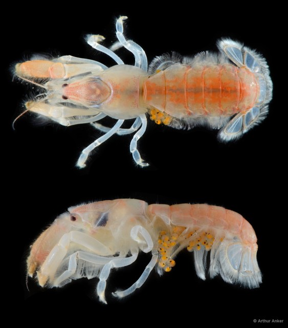 Upogebia hexaceras
