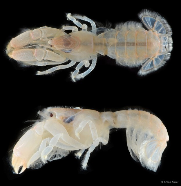 Upogebia hexaceras