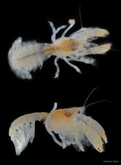 Upogebia hexaceras • © Arthur Anker • All Rights Reserved