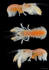 Upogebia hexaceras • © Arthur Anker • All Rights Reserved