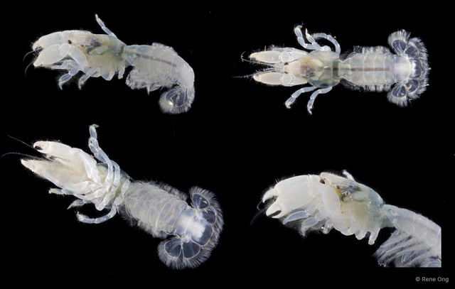 Upogebia hexaceras