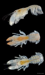 Upogebia hexaceras • © Arthur Anker • All Rights Reserved