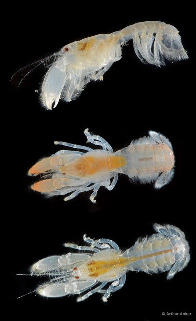 Upogebia hexaceras • © Arthur Anker • All Rights Reserved