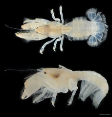 Upogebia hexaceras • © Arthur Anker • All Rights Reserved