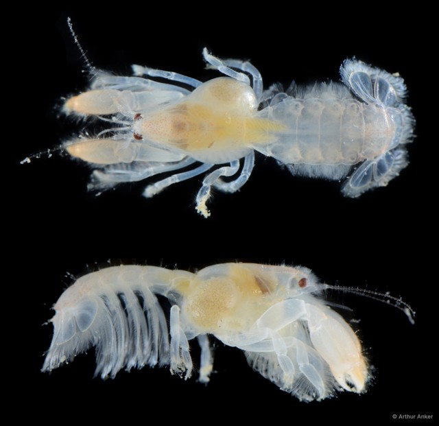 Upogebia hexaceras