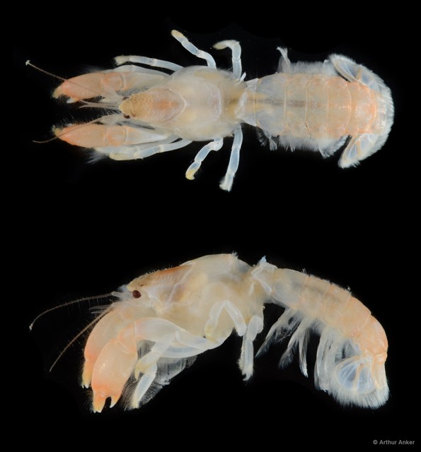 Upogebia hexaceras