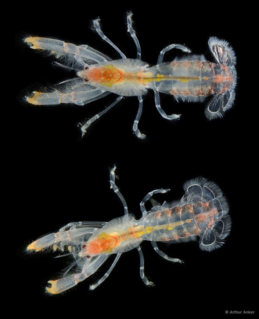 Upogebia singaporensis • © Arthur Anker • All Rights Reserved