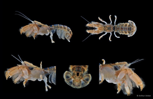 Wolffogebia phuketensis
