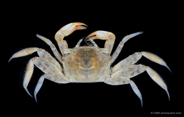 Metaplax sp. "JS-2229" • © CMBS photography team • All Rights Reserved