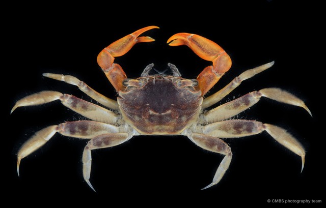 Metaplax sp. "JS-2350" • © CMBS photography team • All Rights Reserved