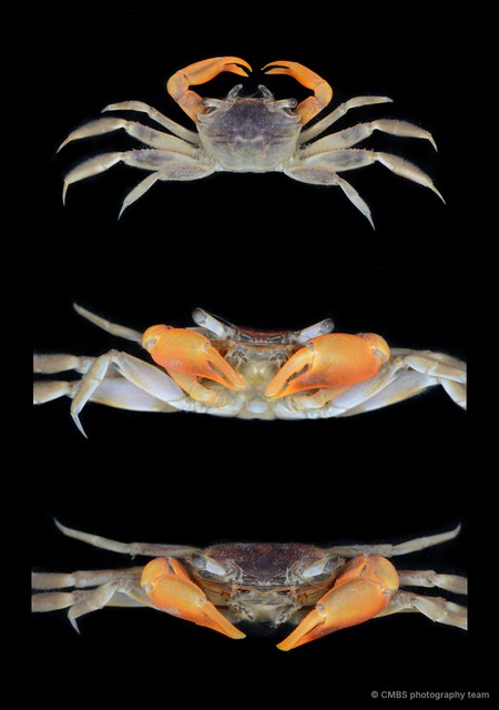 Metaplax sp. "JS-2353" • © CMBS photography team • All Rights Reserved
