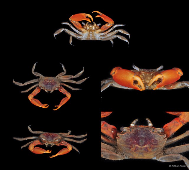 Metaplax sp. "JS-2407" • © Arthur Anker • All Rights Reserved