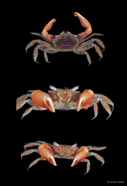 Metaplax sp. "JS-2696" • © Arthur Anker • All Rights Reserved