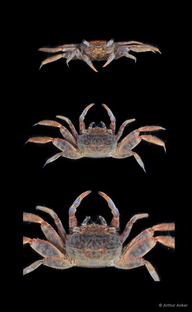 Metaplax sp. "JS-2697" • © Arthur Anker • All Rights Reserved