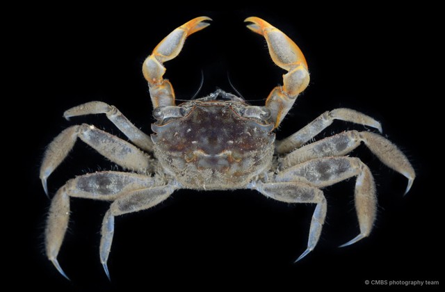 Metaplax sp. "JS-2808" • © CMBS photography team • All Rights Reserved