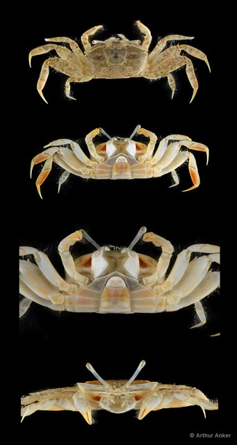 Metaplax sp. "SS-1666" • © Arthur Anker • All Rights Reserved