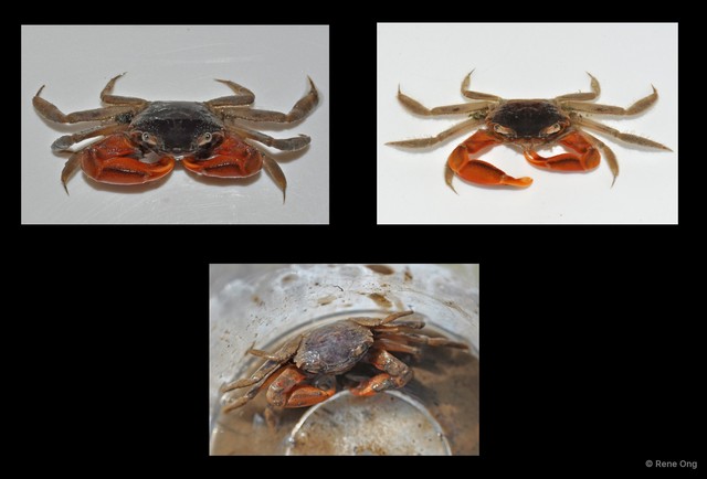 Metaplax elegans