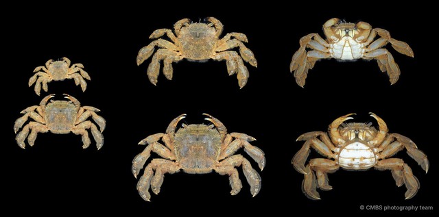 Varuna sp. "cf. litterata" • © CMBS photography team • All Rights Reserved