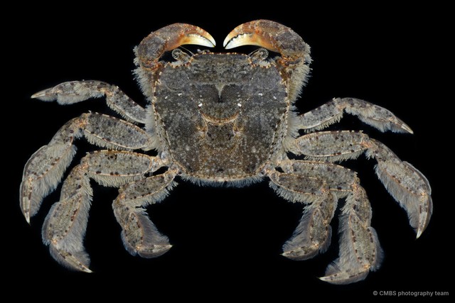 Varuna sp. "cf. yui" • © CMBS photography team • All Rights Reserved