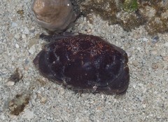 Xanthidae sp. "52cebf4b"