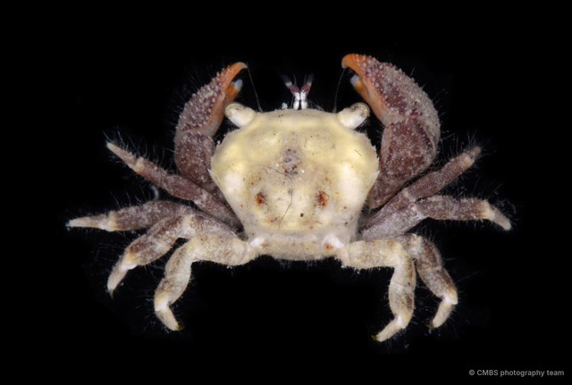 Xanthidae sp. "JS-0374" • © CMBS photography team • All Rights Reserved