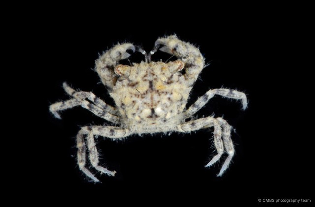 Xanthidae sp. "JS-0795" • © CMBS photography team • All Rights Reserved