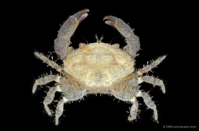 Xanthidae sp. "JS-1268" • © CMBS photography team • All Rights Reserved