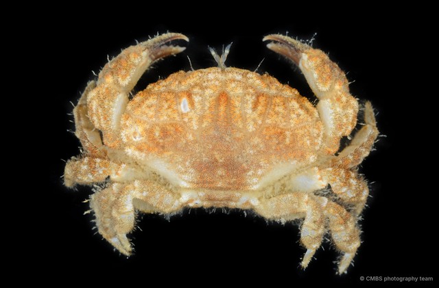 Actaeodes sp. "SS-2775" • © CMBS photography team • All Rights Reserved
