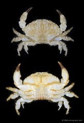 Actaeodes mutatus