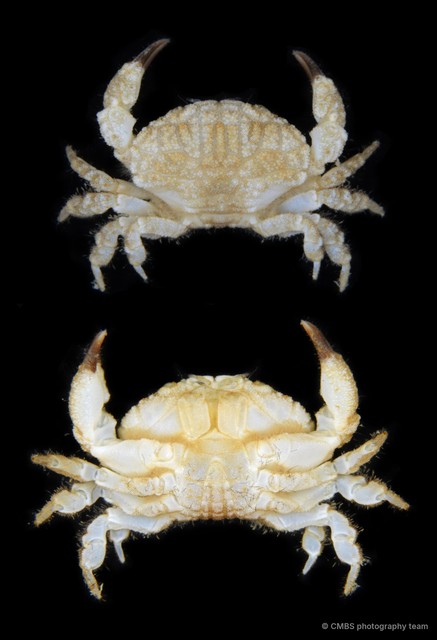 Actaeodes mutatus • © CMBS photography team • All Rights Reserved