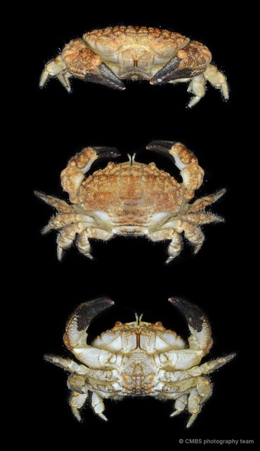 Actaeodes mutatus