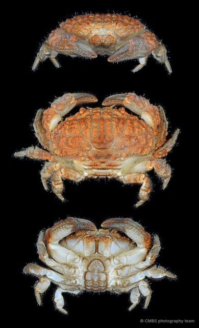 Actaeodes mutatus