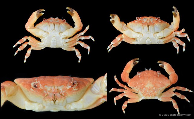 Actiomera erythra