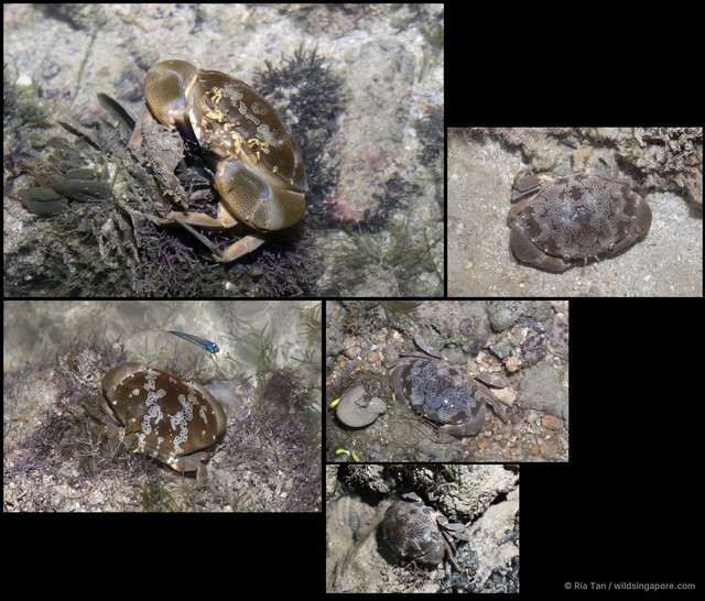 Atergatis floridus
