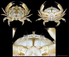 Atergatis floridus • © CMBS photography team • All Rights Reserved