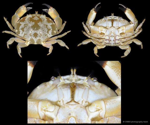 Atergatis floridus