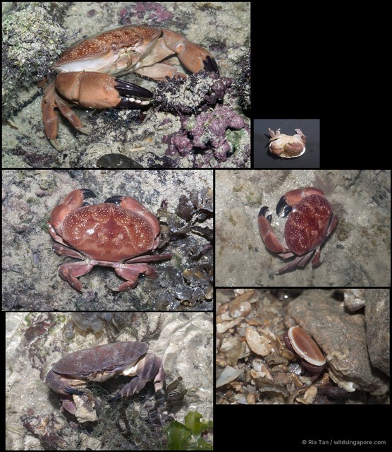 Atergatis integerrimus