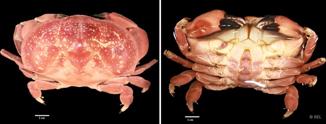Atergatis integerrimus