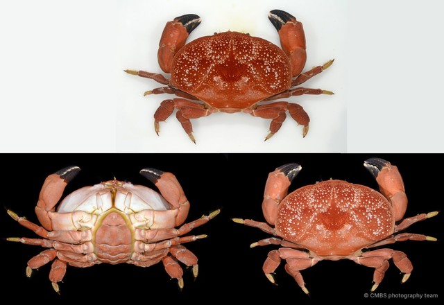Atergatis integerrimus