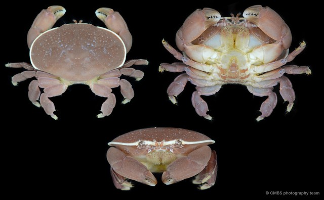 Atergatis integerrimus