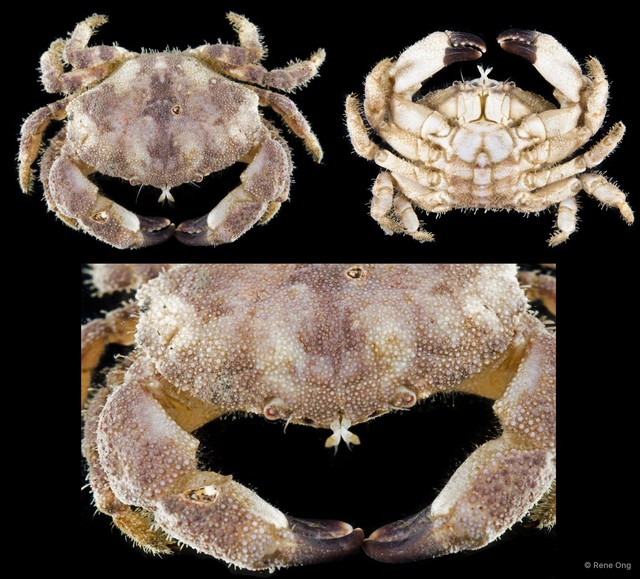 Atergatopsis amoyensis • © Rene Ong • All Rights Reserved