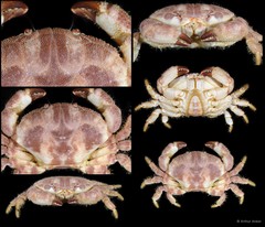 Atergatopsis amoyensis • © Arthur Anker • All Rights Reserved