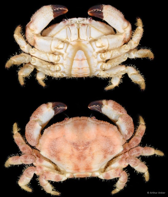 Atergatopsis amoyensis