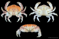 Atergatopsis amoyensis • © CMBS photography team • All Rights Reserved