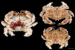 Epiactaea sp. "cf. 4713DR3-011"