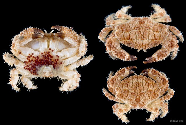 Epiactaea sp. "cf. 4713DR3-011" • © Rene Ong • All Rights Reserved