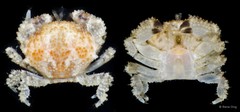 Epiactaea sp. "cf. margaritifera" • © Rene Ong • All Rights Reserved