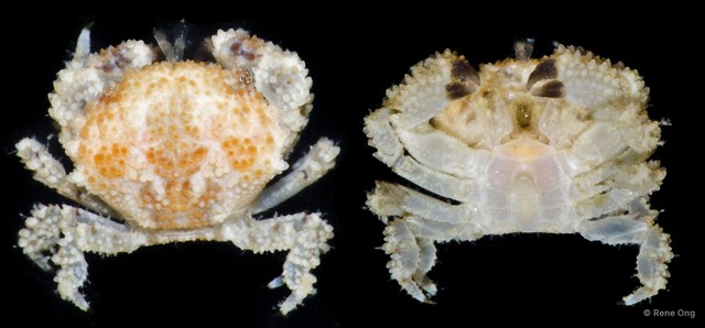 Epiactaea sp. "cf. margaritifera" • © Rene Ong • All Rights Reserved