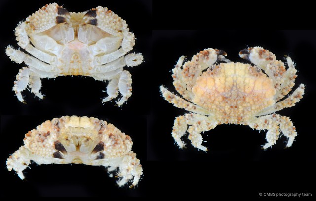 Epiactaea sp. "cf. margaritifera"