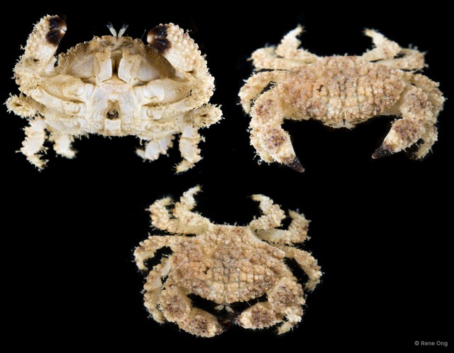 Epiactaea sp. "SEA-0932" • © Rene Ong • All Rights Reserved